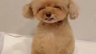 The Ultimate Dog Compilation: Woof Wars Unleashed