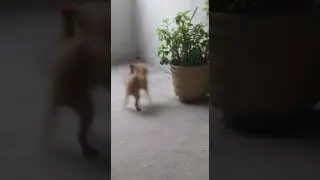 Horrenda pelea perro vs loro