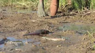 Unique Mud Fishing | Catch Fish In Dry Season | Find  Catfish Hand Fishing