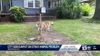 Birmingham seeks public input on stray animal problem