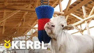 Kratzbürste HAPPYCOW FlexiSwing von Kerbl (#18670)