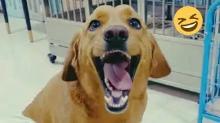 🤣 Собаки драматизируют без причины 😂 Самые смешные моменты с собаками!