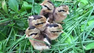Red Jungle Fowl Chick Sound Call | Wild Chicken Chick Sound | Labuyong Sisiw