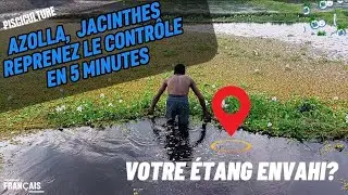 Pisciculture, gestion de Azolla, Jacinthes #azolla #pond #étangs