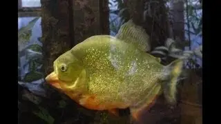 Piranhas & Co.- Zoo Dortmund