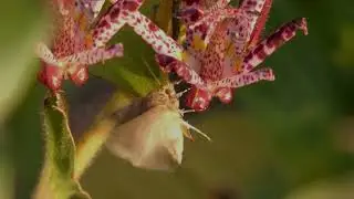 Cabbage Looper Moth Visits Hairy Toad Lily Flowers for Nectar