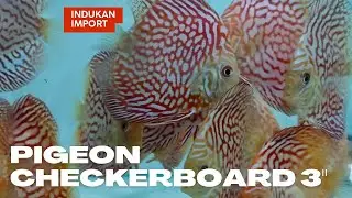 Ikan Discus Pigeon Checkerboard Size 3