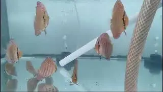 Leopard Ring Discus #fish #discusfish #aquarium #discus #ikan #discusfishtank #discuslovers