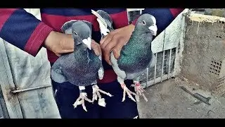küçük Cambaz Kuşları Uçurdu ? - [ Yeni Yavrular 6 Tane ]