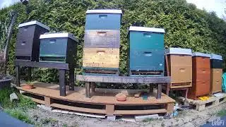 Livestream von Bee-ToAck
