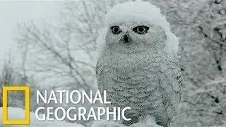 National Geographic  Documentary  Birds   Snowy Owl HD     Nat Geo Wild