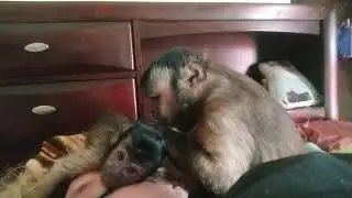 Gunner Boeh tending to Alice Rae Capuchin Love ASMR