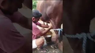 #shorts #shortvideo #dairfarming #farming #animals #subscribe