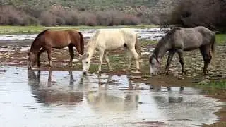 Salt River Wild Horses - Morning Grazing and Crossing the River