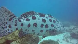 HD Great Barrier Reef - Curious Potato cod