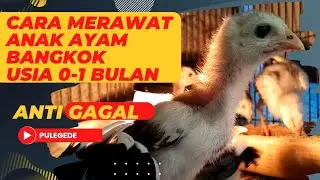 ANTI-GAGAL!! Cara merawat anak ayam Bangkok usia 0-1 BULAN
