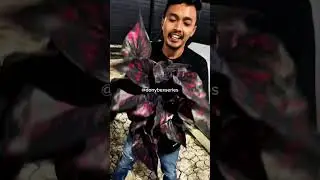 READY THEP SIVA THAI SERIES HANYA DI DONYBEXSERIES🥰 #tanamanhias #caladium #thailand #thepsiva #fyp