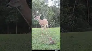 Rabbit just joins the Deer for food!