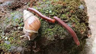 Millipede's Journey Through a Snail World #Millipede #Snails #GardenLife #Invertebrates #CreepyCraw