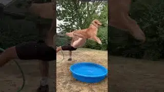 Собака отомстила хозяину!! #dogsofyoutube