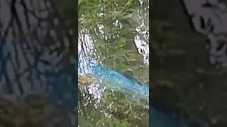 Blue trout