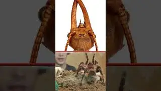 Коридалиды #интересно #полезно #насекомые #увлекательныеистории #а4