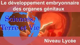 Le d&eacute;veloppement embryonnaire des organes g&eacute;nitaux