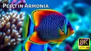 Sogni Oceanici • Musica di Rilassamento con Scorci di Barriera Corallina