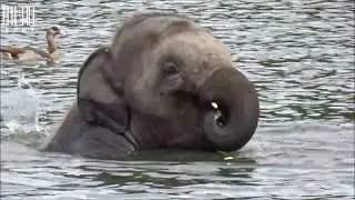 Le bain des éléphants : Pairi Daiza  (sept 2019) #RonyTanuki