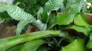 Cryptanthus Zonatus (rare and unique) plant #and it's full care#luciana Vaz Goa