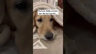 Dog funny videos #goldenretriever #funnycomedy #dogs #dogshorts #doglife