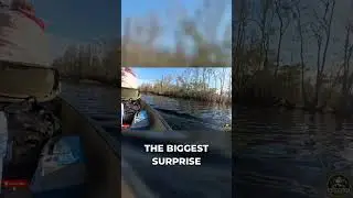 Okefenokee Slow-Water Day | Nature ASMR #shortsfeed  #adventure