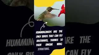 Fun Facts  #kids#funfacts #youtubeshorts