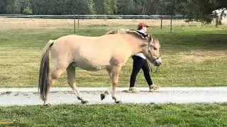 Pogue Mountain Uki - 2025 Digital Fjord Horse Show