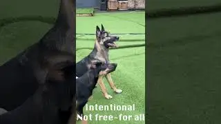 TAILored Pet Services Morning Fetch at Everrett Daycare
