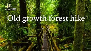 Old growth forest hike in pouring rain - 4K virtual hike - No AI