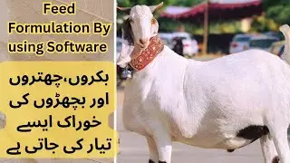 Feed formulation for sheep, goats and cows| Dairy feed Formulation | Wanda Formulation