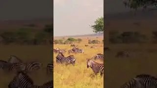 Wildlife of African Savanna Grass land #Shorts