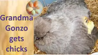 Grandma Gonzo gets chicks