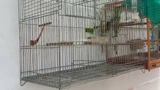 aprontando f&ecirc;meade coleiro na mesma gaiola com o macho 2