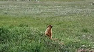 Marmot, the permanent resident of Deosai