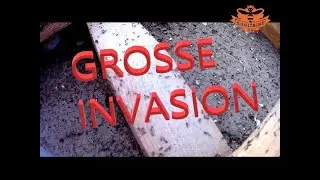 GROSSE INVASION DE FOURMIS CHARPENTIERE &agrave; Labenne dans les landes, comment s'en d&eacute;barrasser ?
