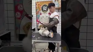 Grooming Cats versus Dogs