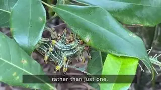 Caterpillars on Blueberry Ash Tree