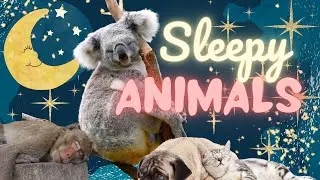 Goodnight Sleepy Cute Animals! @happybimbi