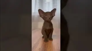 НЮША И МИЯ ОБИЖАЮТ МАЛИНУ? #cat