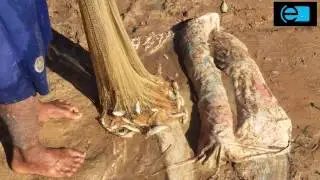 Cambodian Net Fishing at Province  Cambodia Traditional Khmer fishing hunting Net Fishing #8