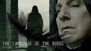 Severus Snape | The Language of the Birds