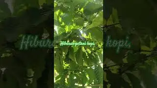 robusta #kopisehat