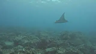 Hawaii (Big Island) Diving - Kona Coast - February 2025 - Day 2 & 3 - Whale Song Recorded!!!